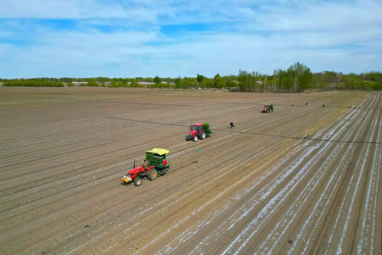 En avril 2025, la base de culture de tomates du xinjiang a officiellement ouvert le travail annuel de transplantation de tomates