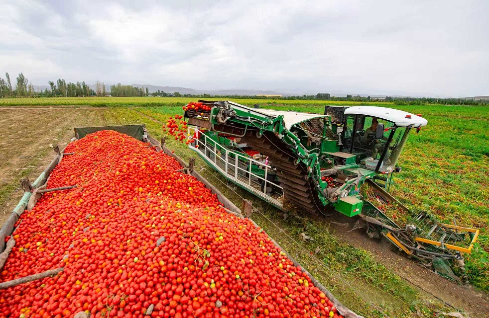 La saison des récoltes pour les tomates